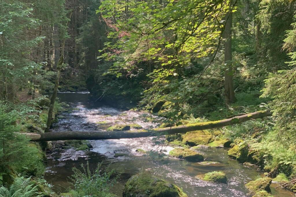 Bachlauf im bayerischen Wald