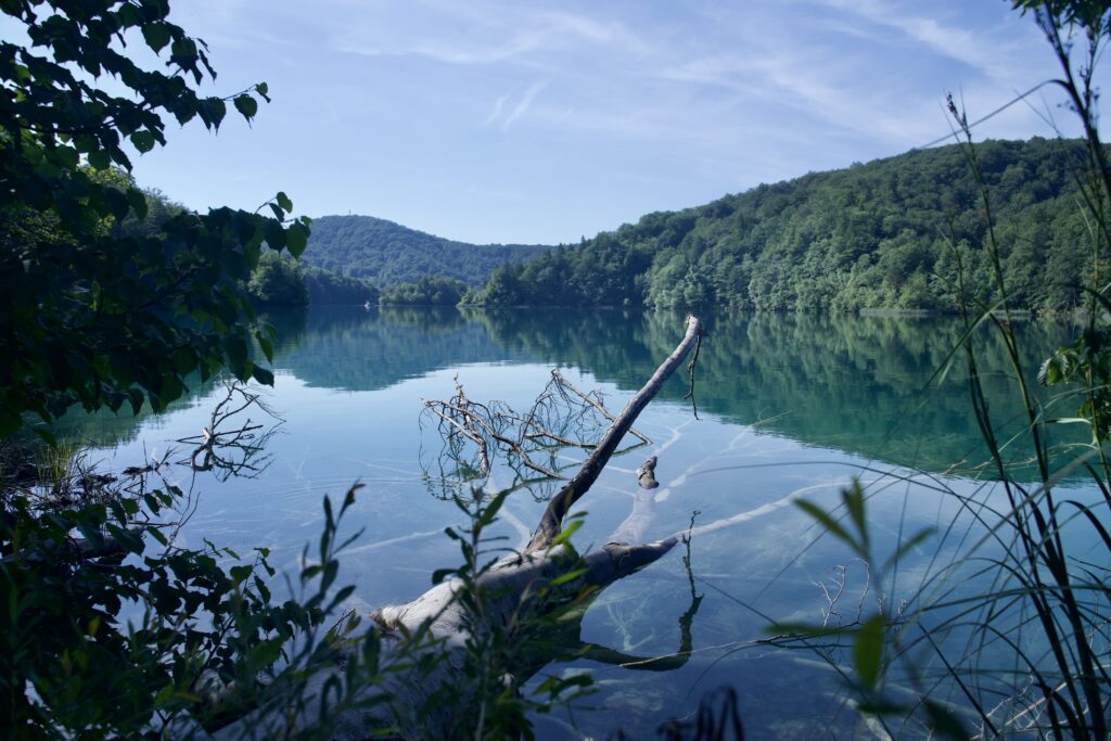 Ein Baumstumpf im Wasser bei den Plitvicer Seen in Kroatien